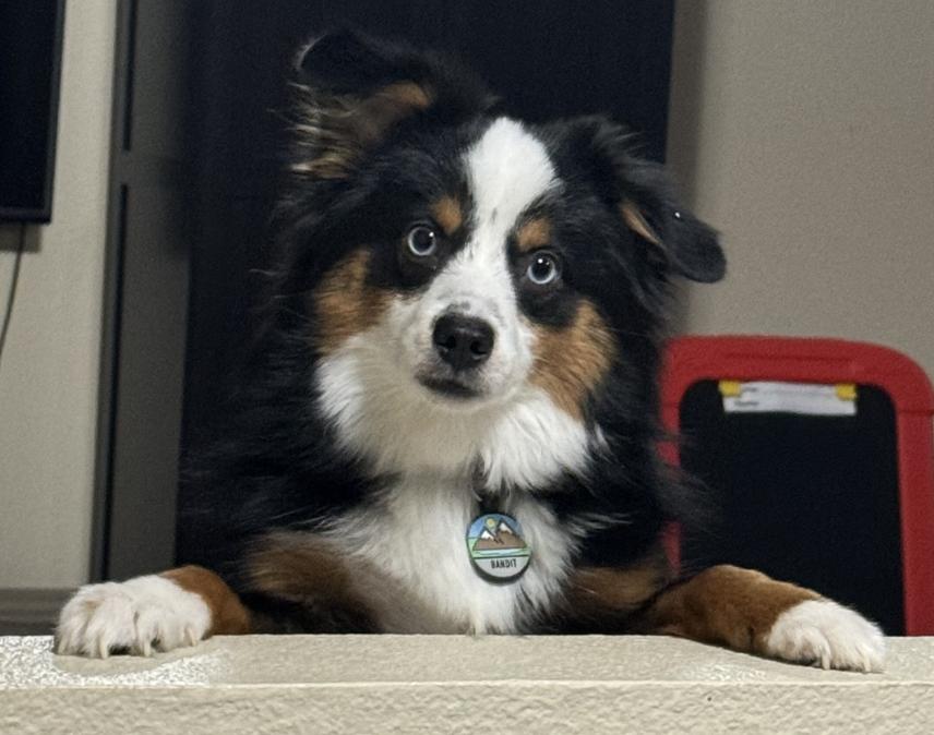 Enlarge 0971 Bandytt, a Adoptable Australian Shepherd in Shelbyville, IL image 6/6