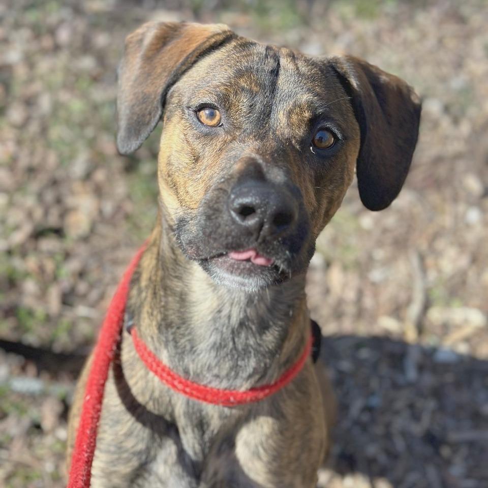 Micah, a Adoptable mixed breed in Chattanooga, TN image 1/6