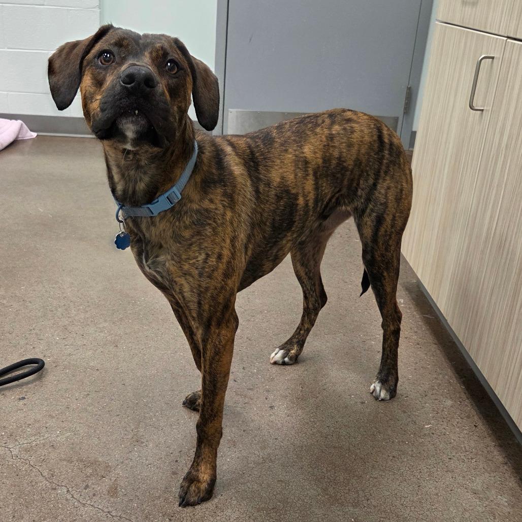 Micah, a Adoptable mixed breed in Chattanooga, TN image 2/6