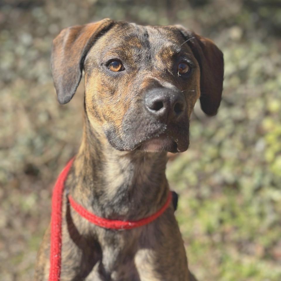 Micah, a Adoptable mixed breed in Chattanooga, TN image 3/6