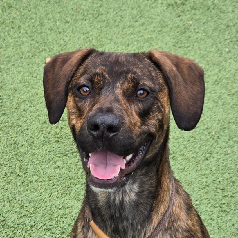 Micah, a Adoptable mixed breed in Chattanooga, TN image 4/6