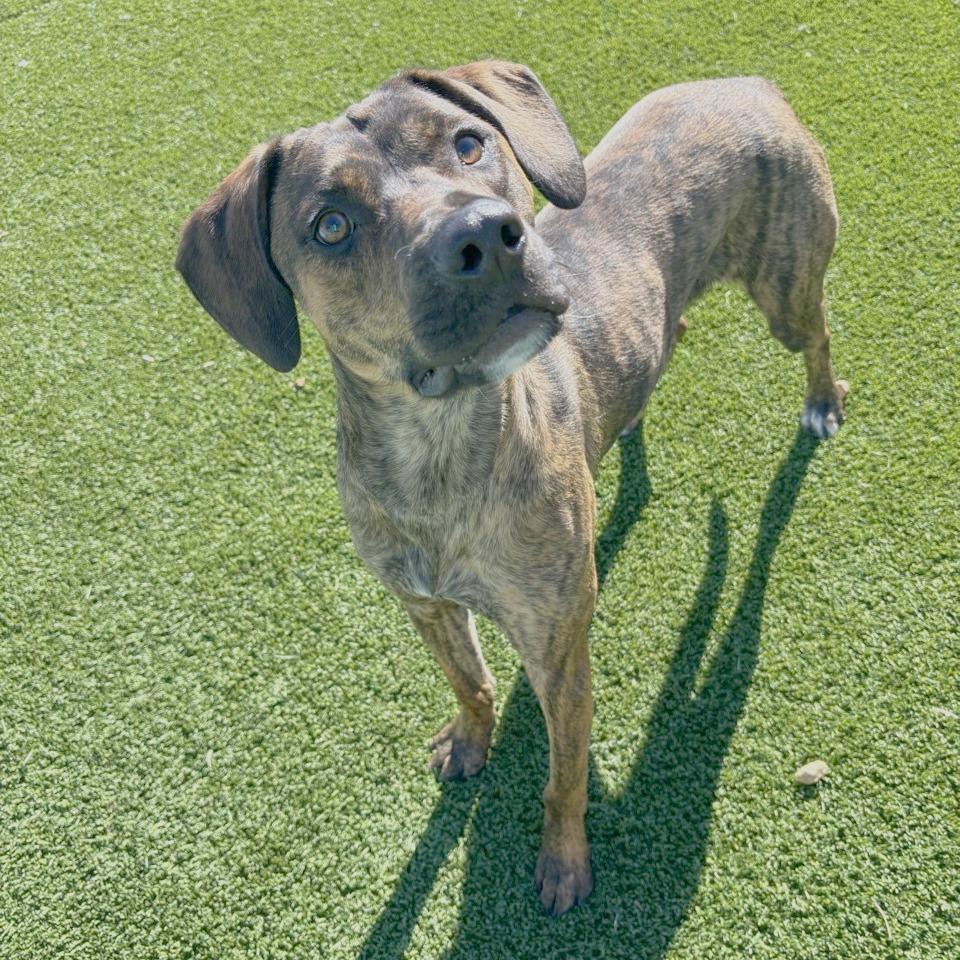 Micah, a Adoptable mixed breed in Chattanooga, TN image 5/6