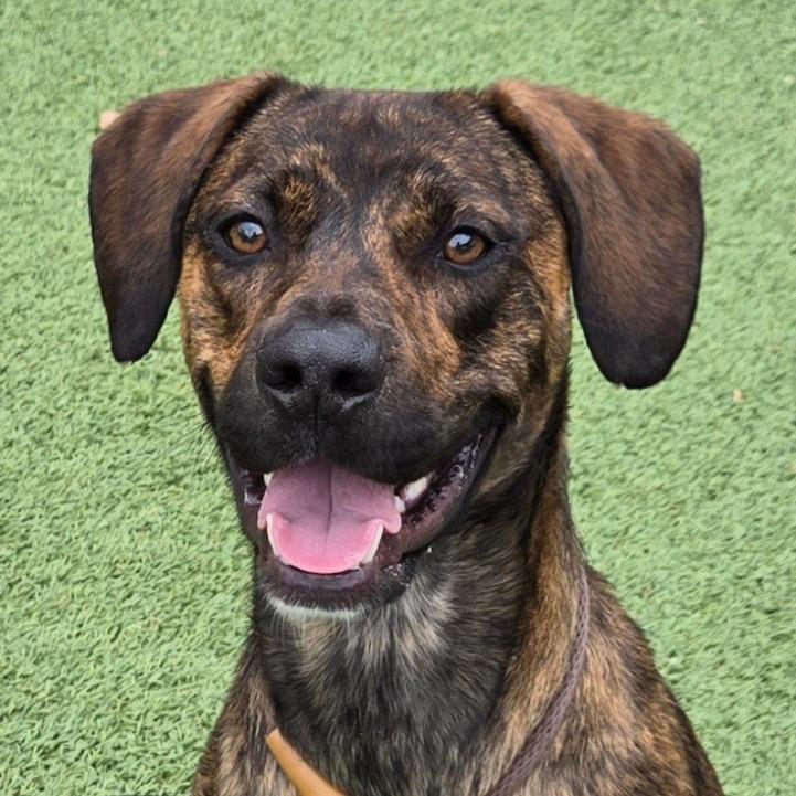 Enlarge Micah, a Adoptable mixed breed in Chattanooga, TN image 5/6