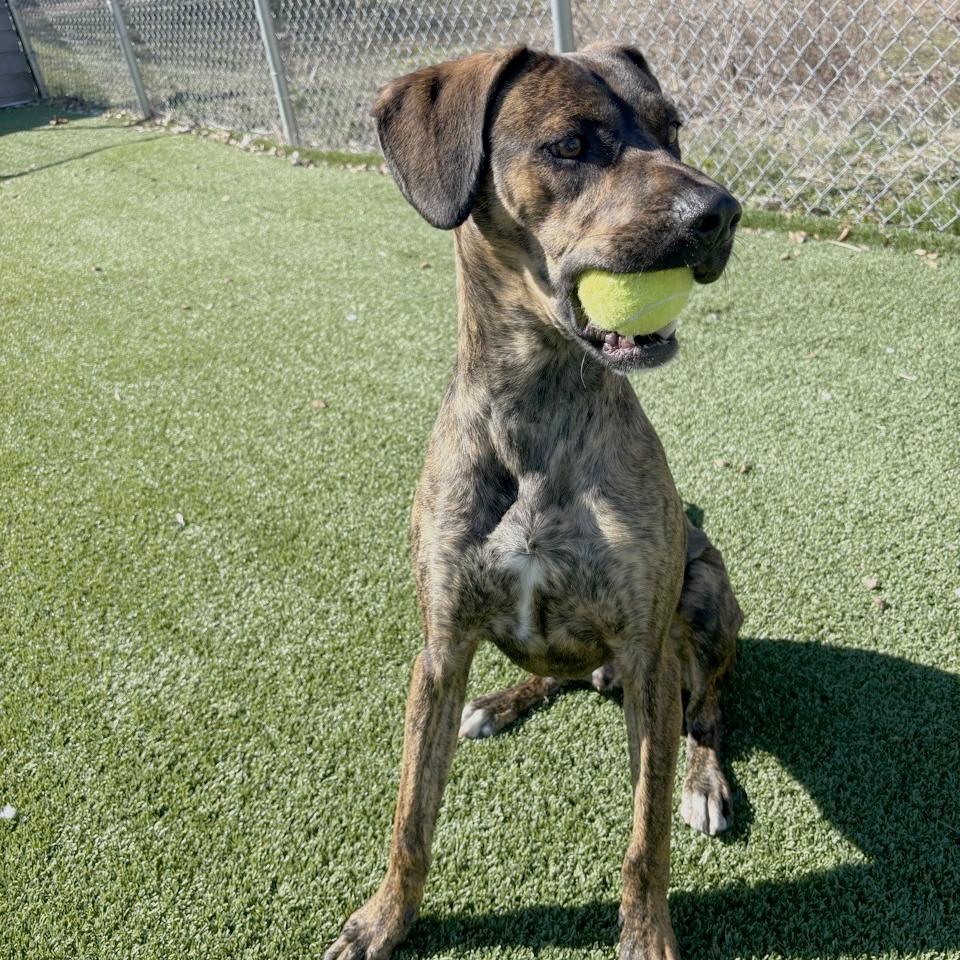 Micah, a Adoptable mixed breed in Chattanooga, TN image 6/6