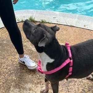 Enlarge Denver, a Adoptable mixed breed in Farmingdale, NJ image 1/5