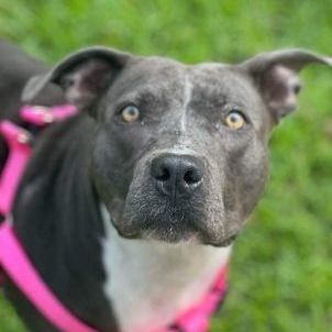 Enlarge Denver, a Adoptable mixed breed in Farmingdale, NJ image 3/5