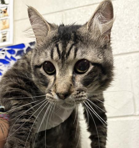 FOOBASAUR, Adoptable, Young Male Domestic Medium Hair.
