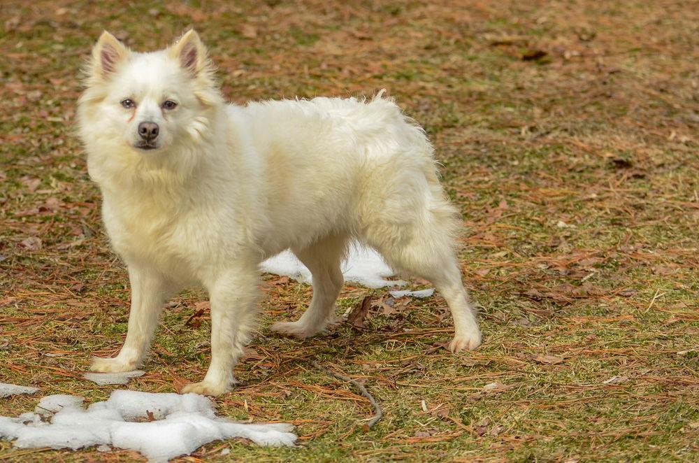 Princess, Adoptable, Adult Female American Eskimo Dog.