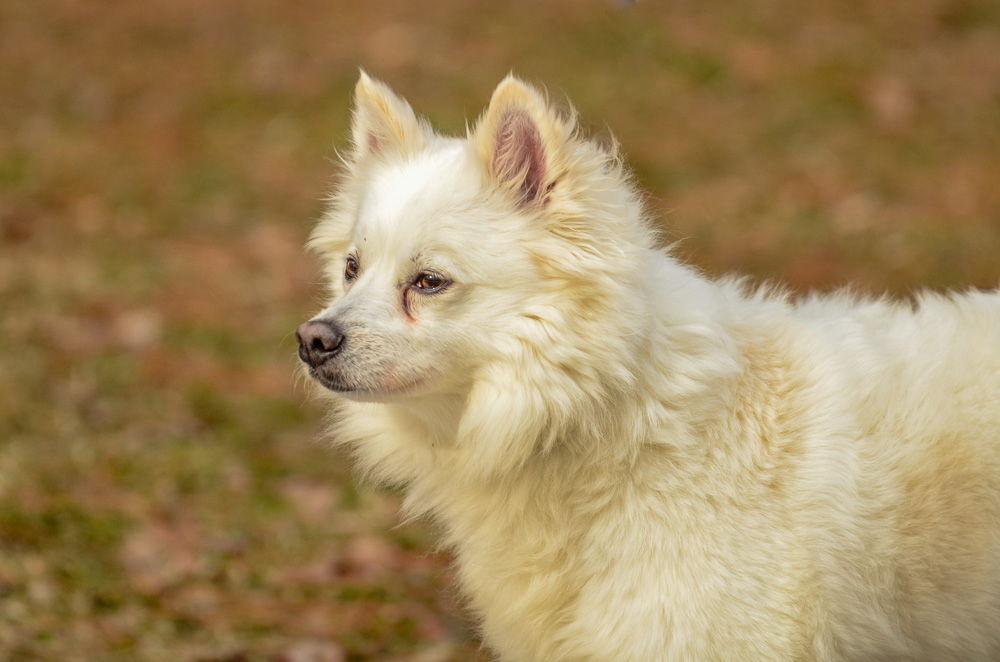 Enlarge Princess, a Adoptable American Eskimo Dog in Brick, NJ image 2/3