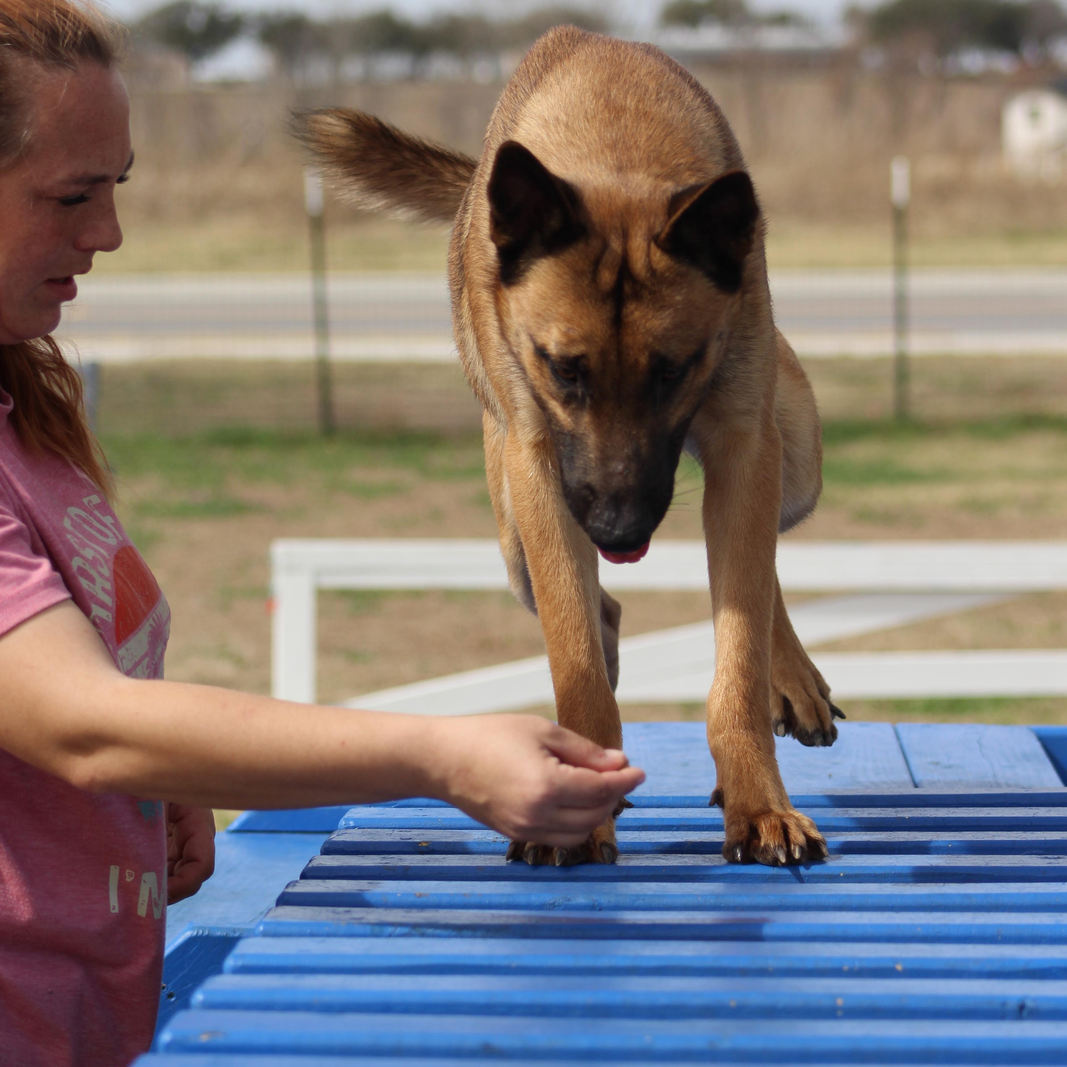 Enlarge Zuma, an adoptable mixed breed in Temple, TX image 6/6