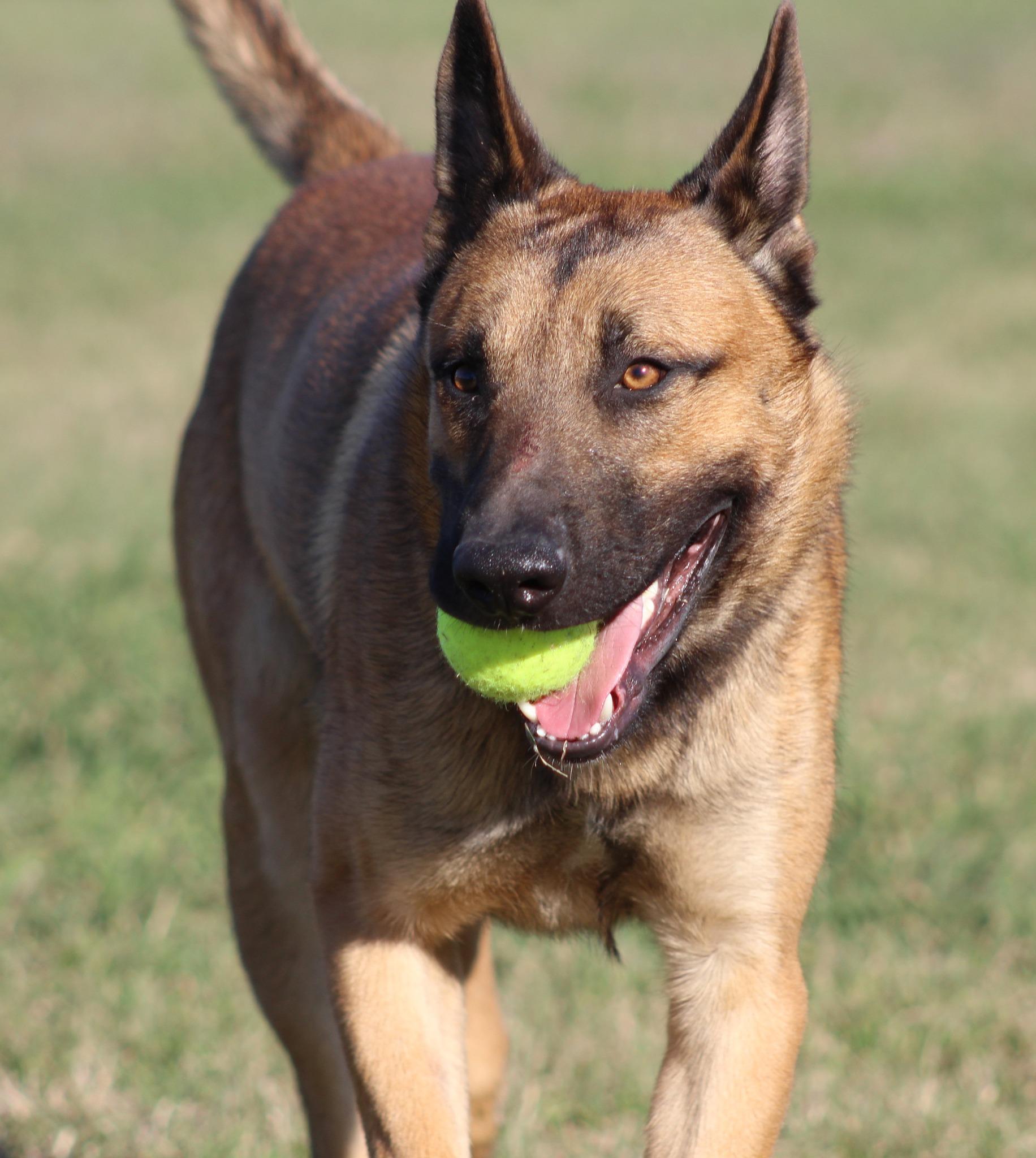 Zuma, adoptable, Young Male German Shepherd Dog & Mixed Breed.