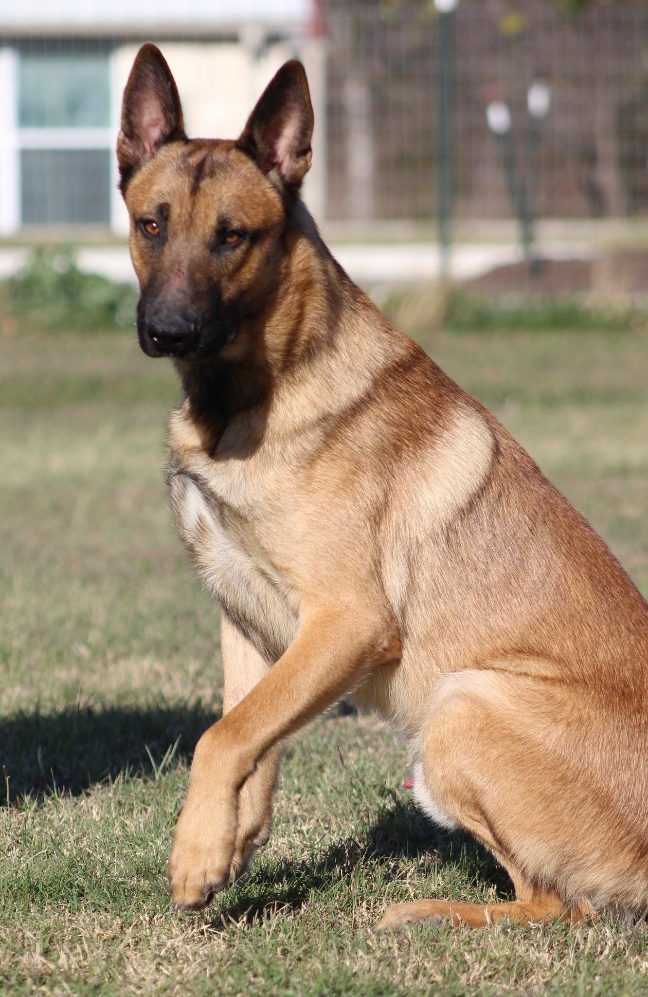 Enlarge Zuma, an adoptable mixed breed in Temple, TX image 2/6
