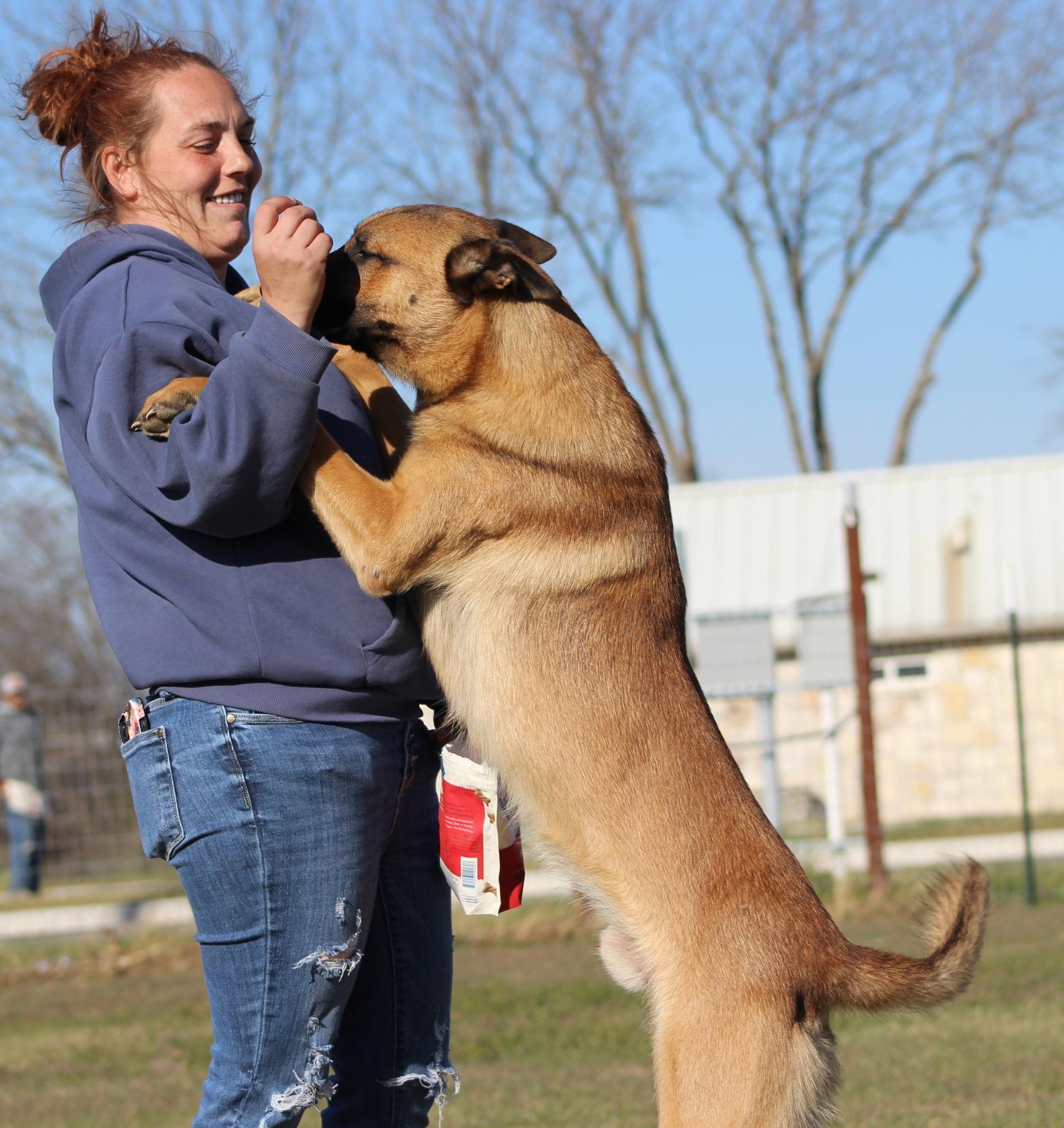 Enlarge Zuma, an adoptable mixed breed in Temple, TX image 4/6