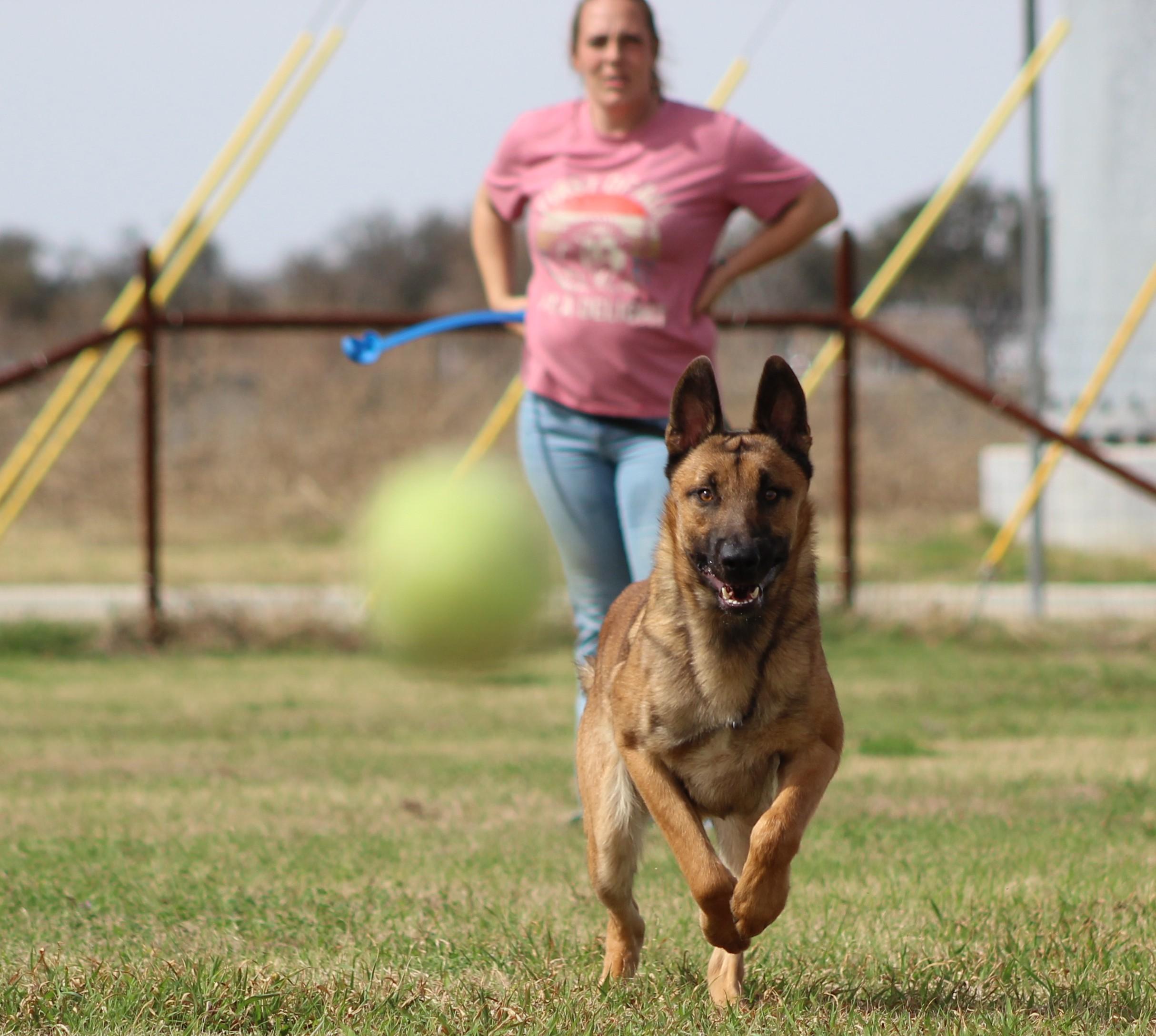 Enlarge Zuma, an adoptable mixed breed in Temple, TX image 5/6