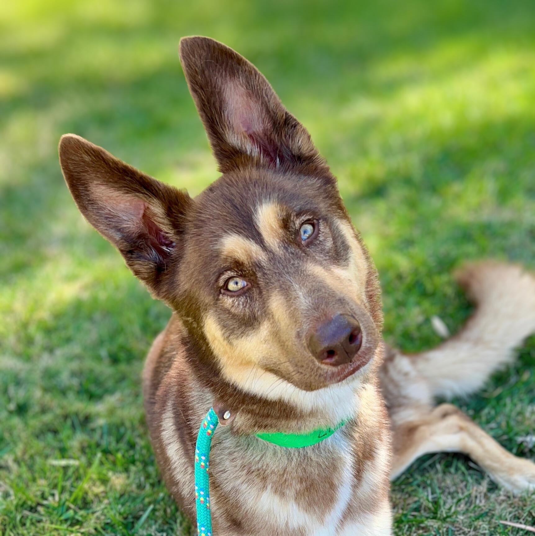 Koda / URGENT, Adopted, Young Male Husky & Shepherd.