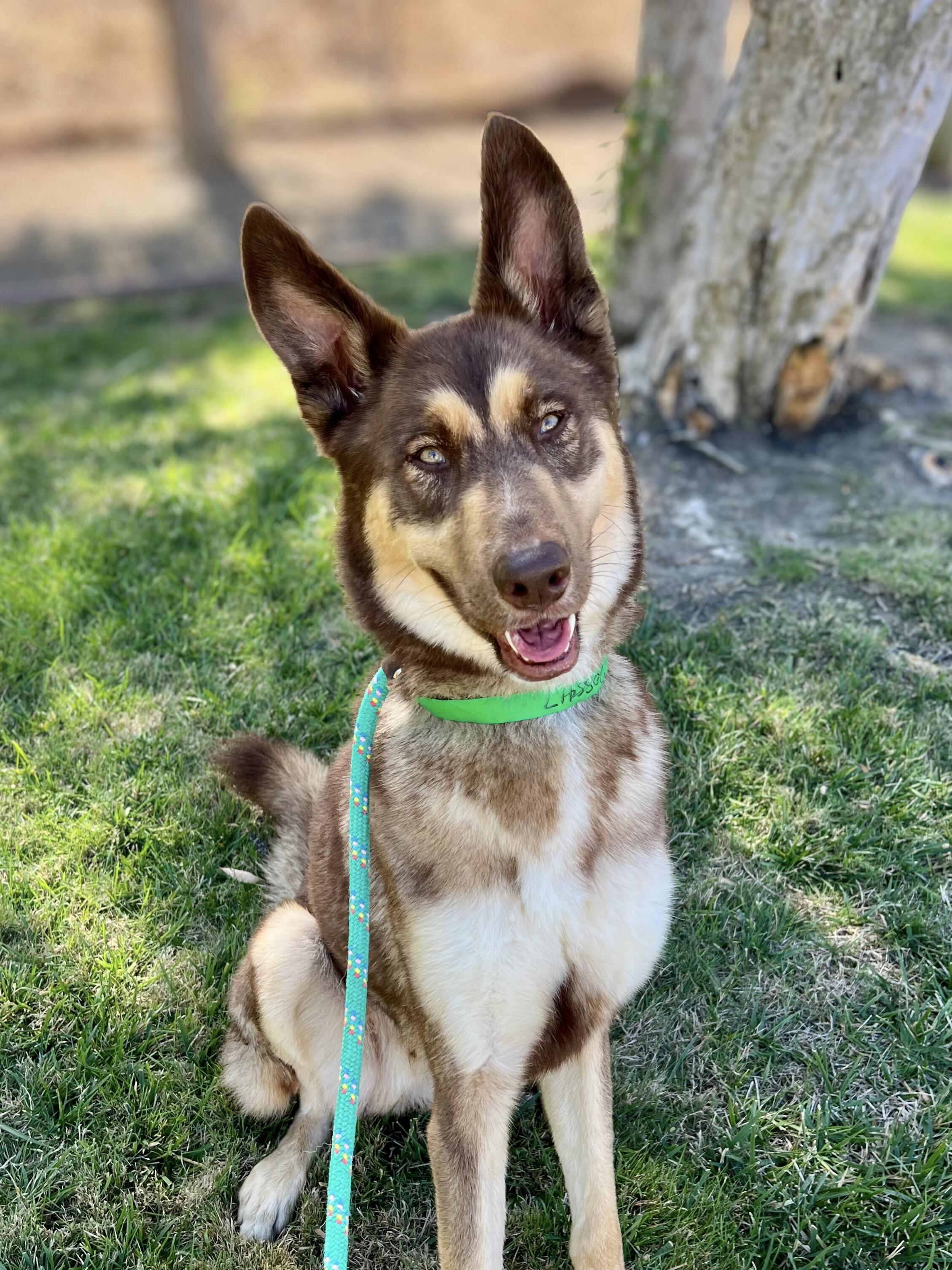 Koda / URGENT, a Adopted mixed breed in Rancho Palos Verdes, CA image 3/5