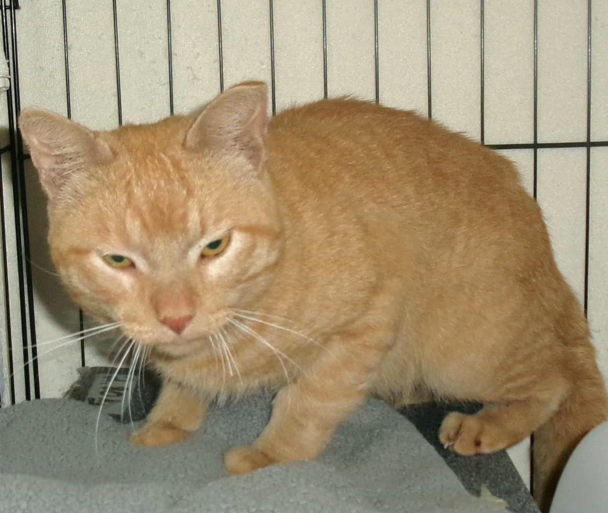 Garage Rock (Working Cat), Adoptable, Adult Male Domestic Short Hair.