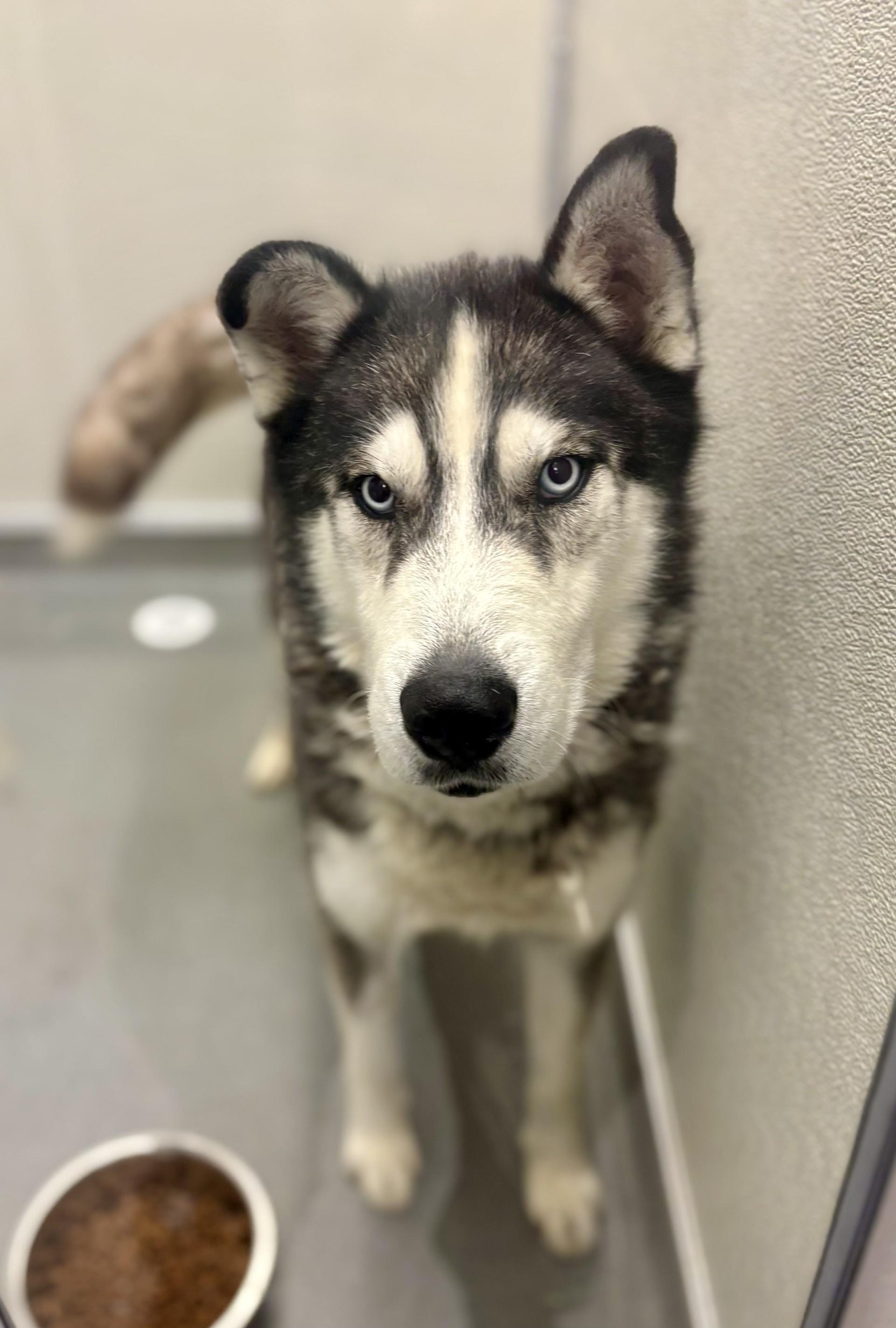 Enlarge Hawkeye #4009 (607), a Adoptable Husky in Victorville, CA image 1/1