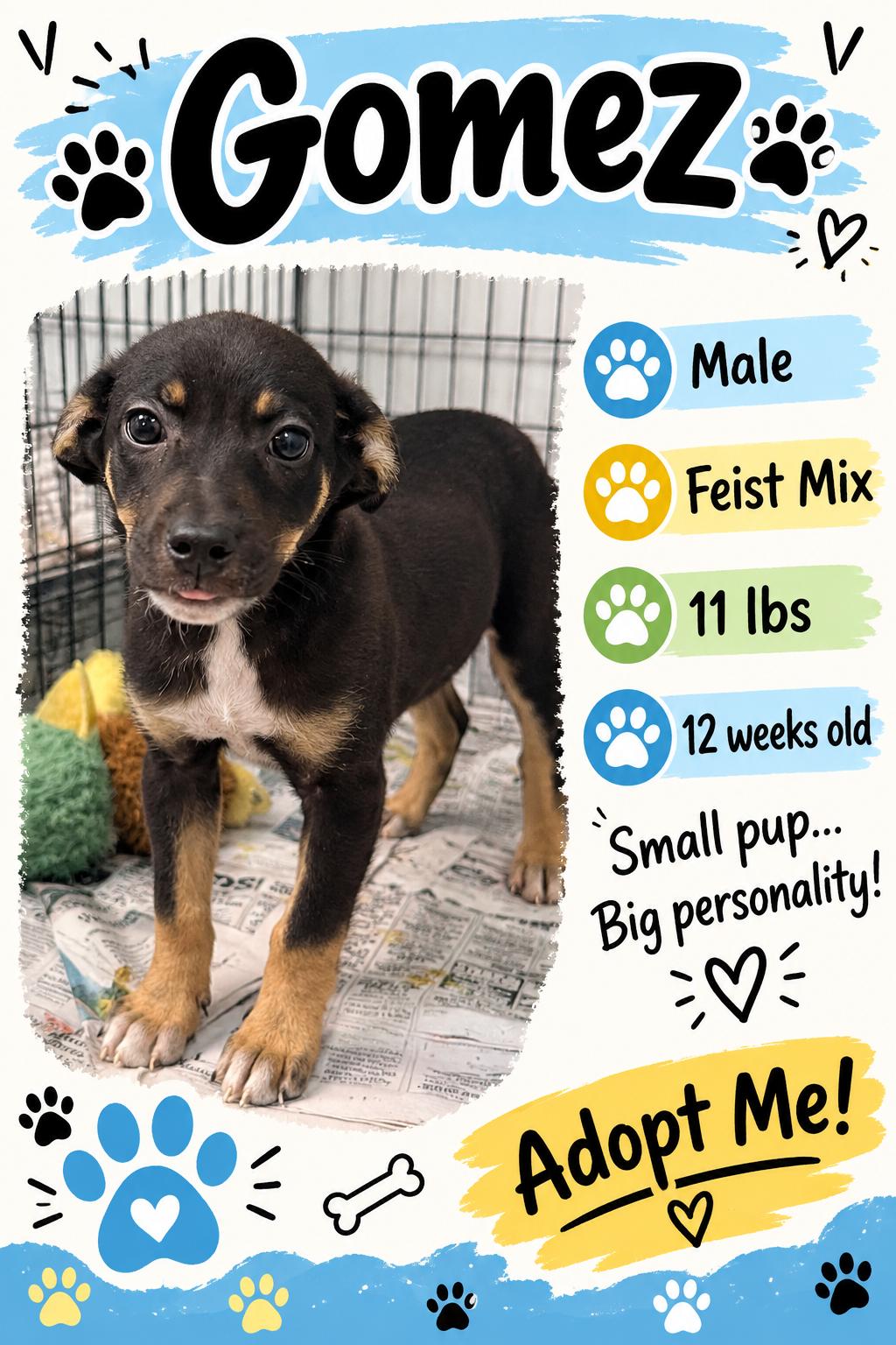 Enlarge Gomez, a Adoptable Mixed Breed in Rock Hill, NY image 1/1