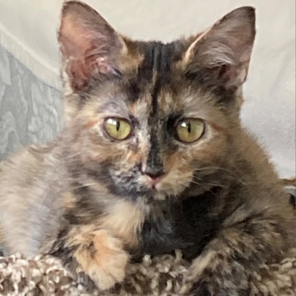 Mouthra, Adoptable, Adult Female Domestic Short Hair.