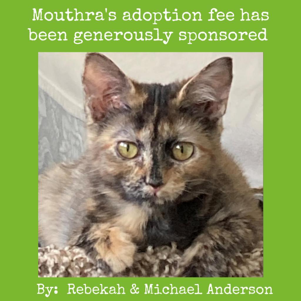 Mouthra, a Adoptable Domestic Short Hair in Lynchburg, VA image 1/6