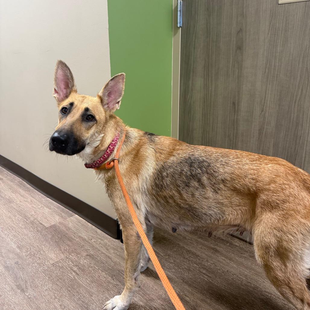 Daisy, Adoptable, Young Female Shepherd.