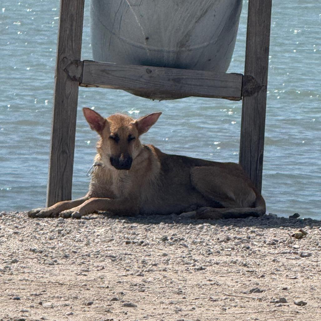 Enlarge Daisy, a Adoptable Shepherd in Portland, TX image 3/5
