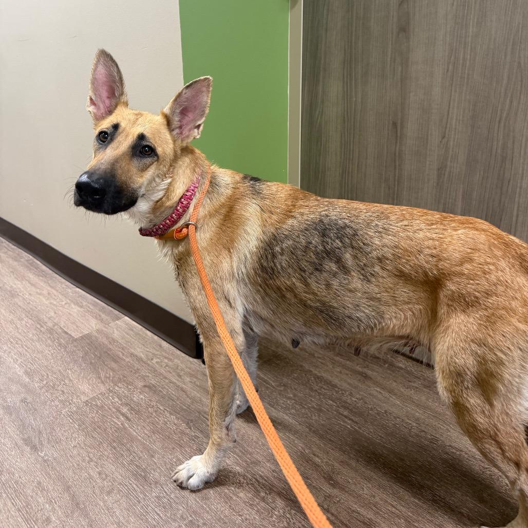 Enlarge Daisy, a Adoptable Shepherd in Portland, TX image 4/5