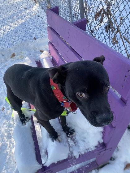 Drama, Adoptable, Young Male Mixed Breed & Mixed Breed.