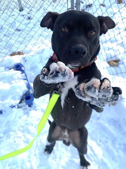 Enlarge Drama, a Adoptable mixed breed in Hobart, IN image 2/3