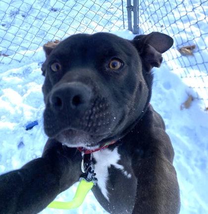 Enlarge Drama, a Adoptable mixed breed in Hobart, IN image 3/3