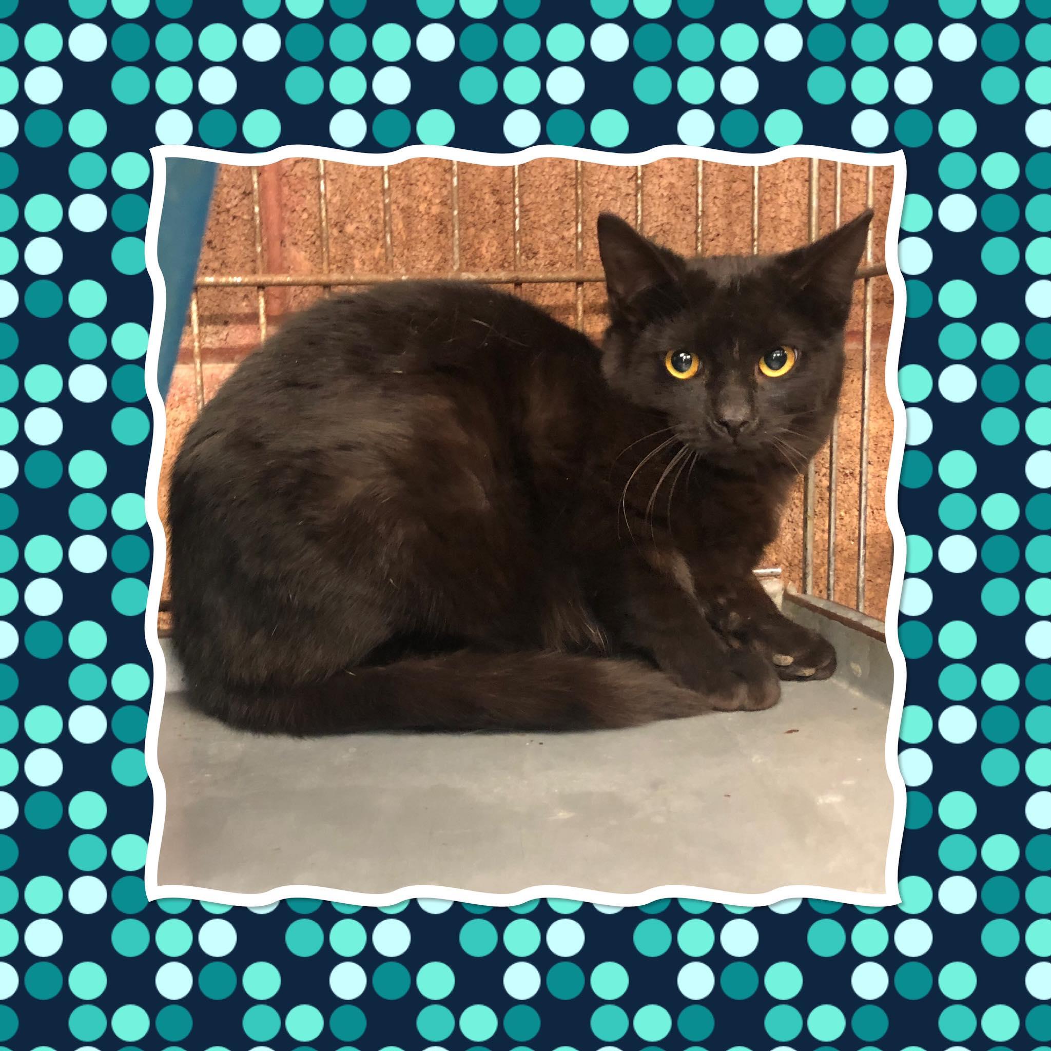 Enlarge SQUEEGEE, a ADOPTABLE Domestic Short Hair in Buckhannon, WV image 1/1