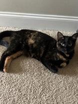 Enlarge Petunia , an adoptable mixed breed in Salem, NH image 3/5
