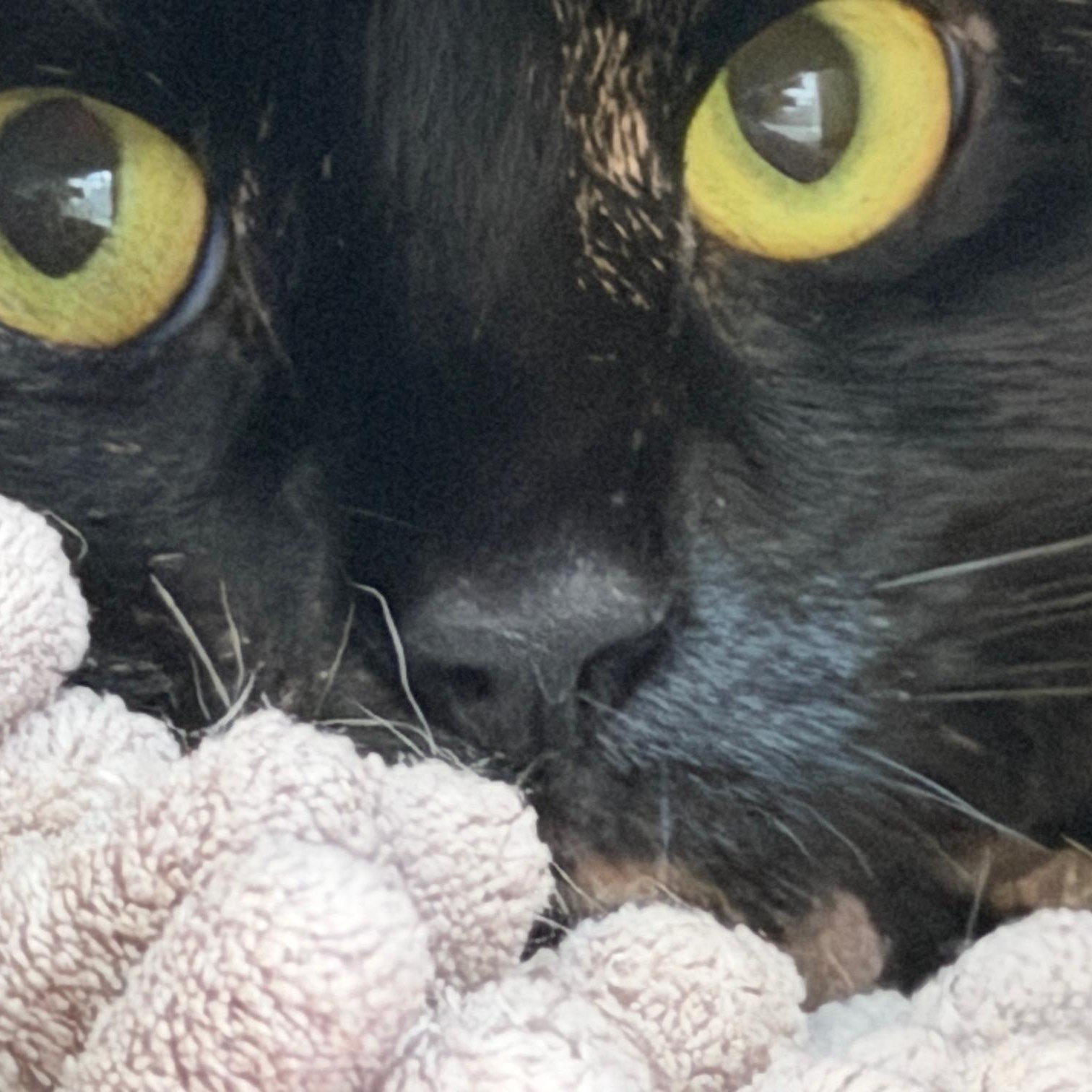Enlarge Petunia , an adoptable mixed breed in Salem, NH image 4/5