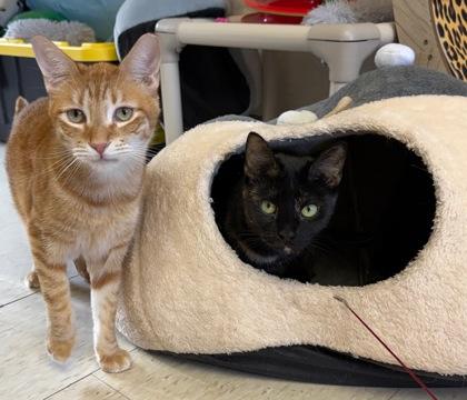 Enlarge Petunia , an adoptable mixed breed in Salem, NH image 5/5