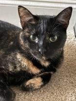 Petunia , adoptable, Adult Female Domestic Short Hair.