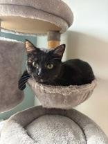Enlarge Petunia , an adoptable mixed breed in Salem, NH image 2/5