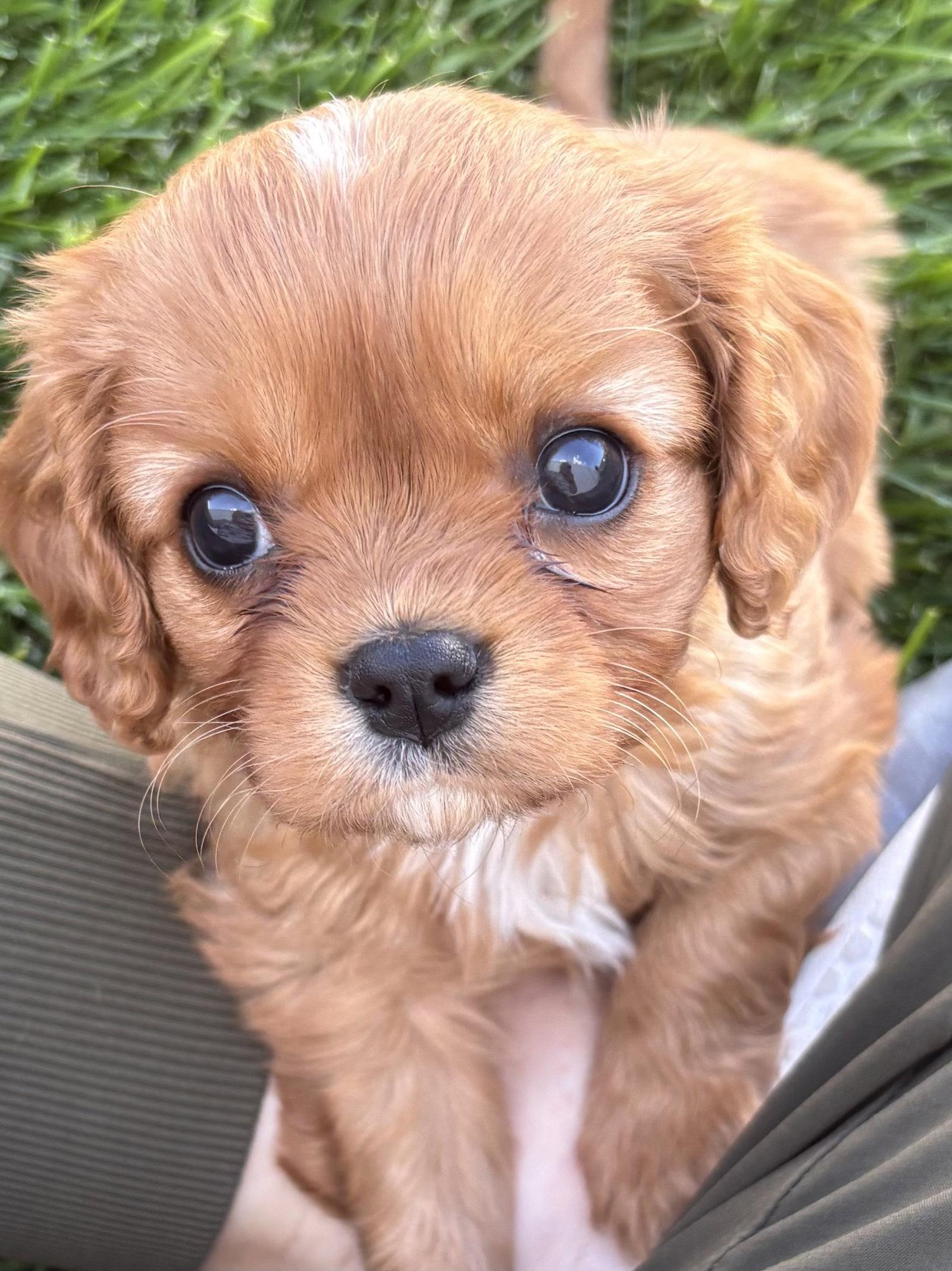 Linus, Adopted, Puppy Male Cavalier King Charles Spaniel.