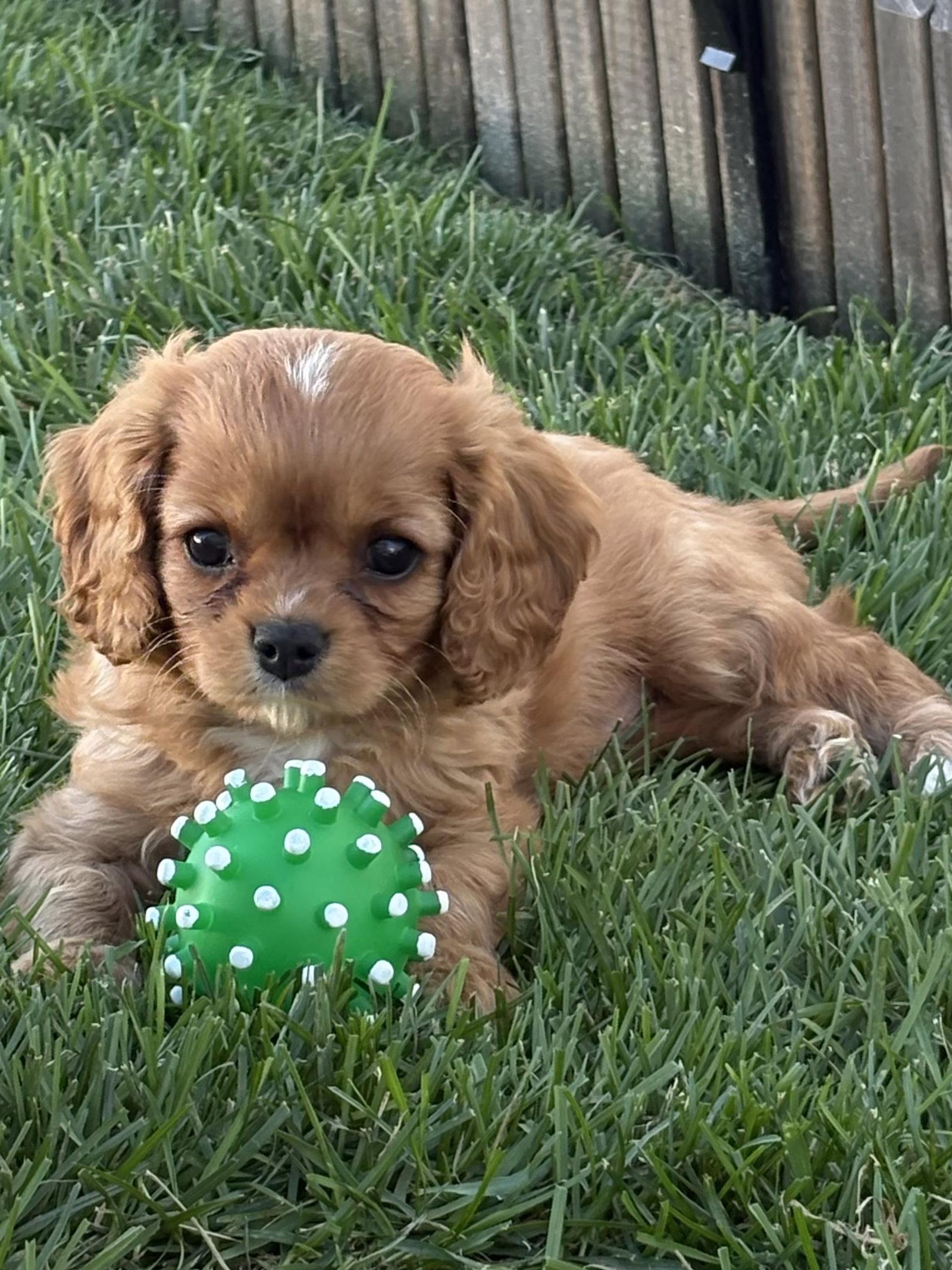 Enlarge Linus, a Adopted Cavalier King Charles Spaniel in Brandon, SD image 2/3
