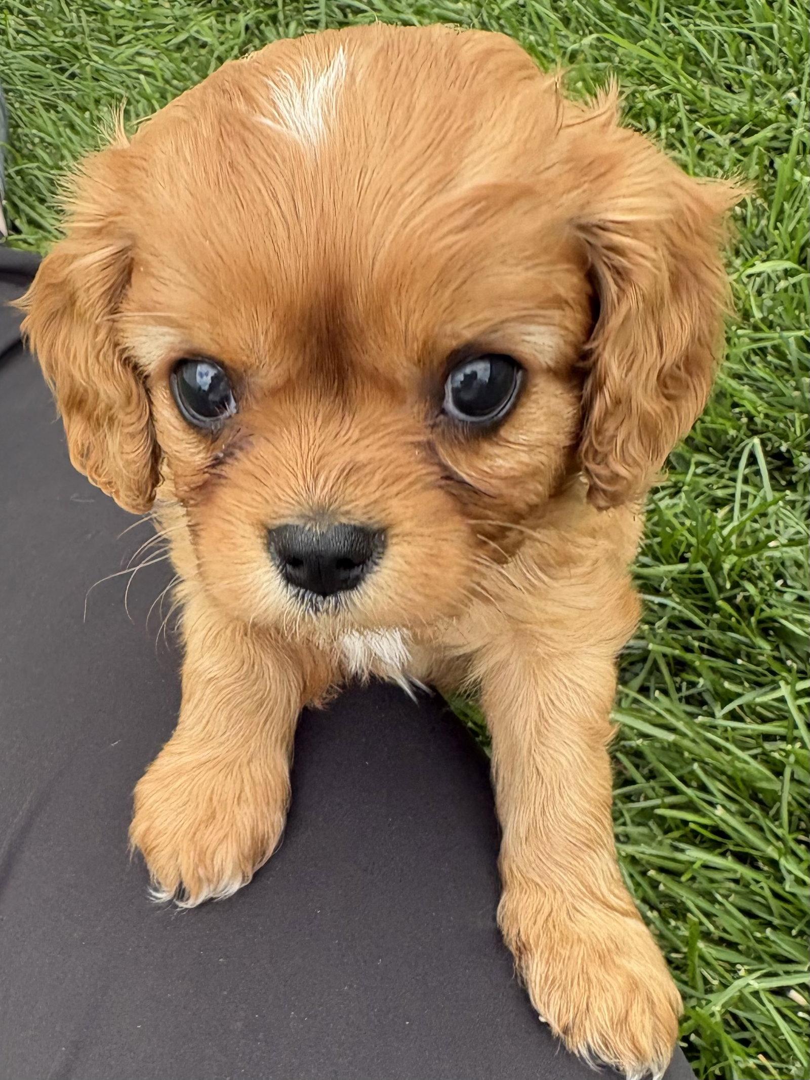 Enlarge Linus, a Adopted Cavalier King Charles Spaniel in Brandon, SD image 3/3