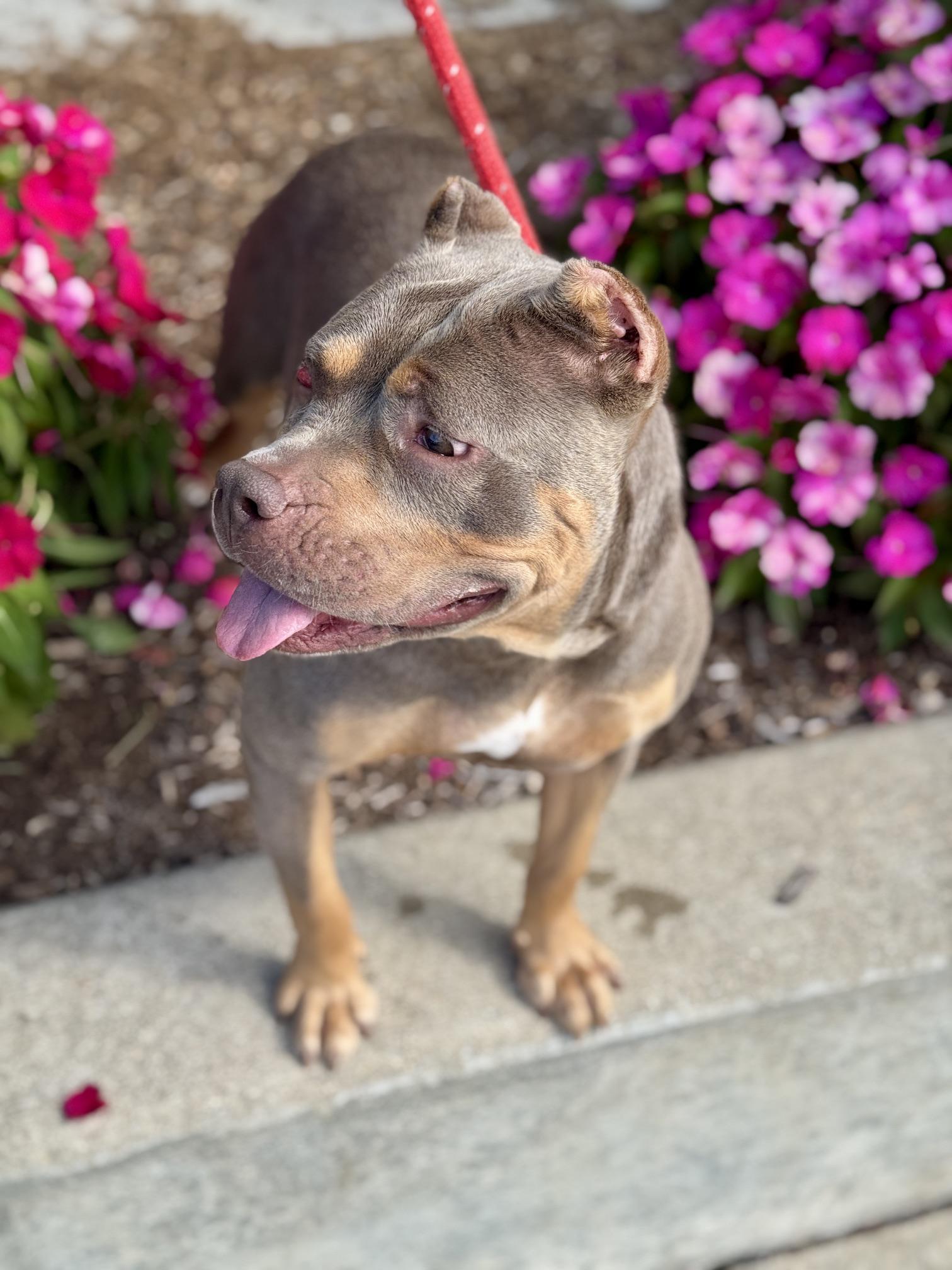 Enlarge Lizzie, a Adopted American Bully in Benton Harbor, MI image 3/6