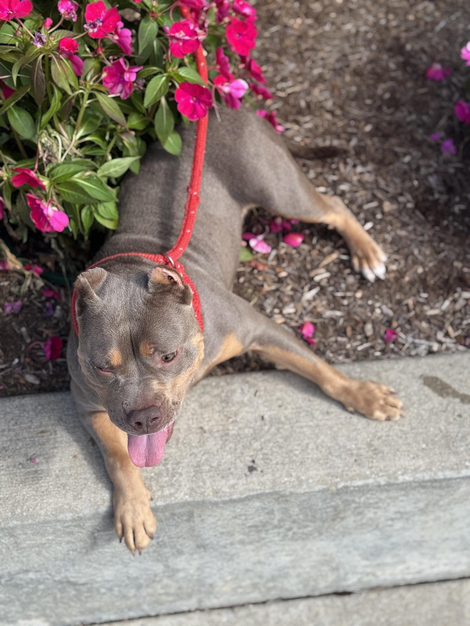 Enlarge Lizzie, a Adopted American Bully in Benton Harbor, MI image 6/6