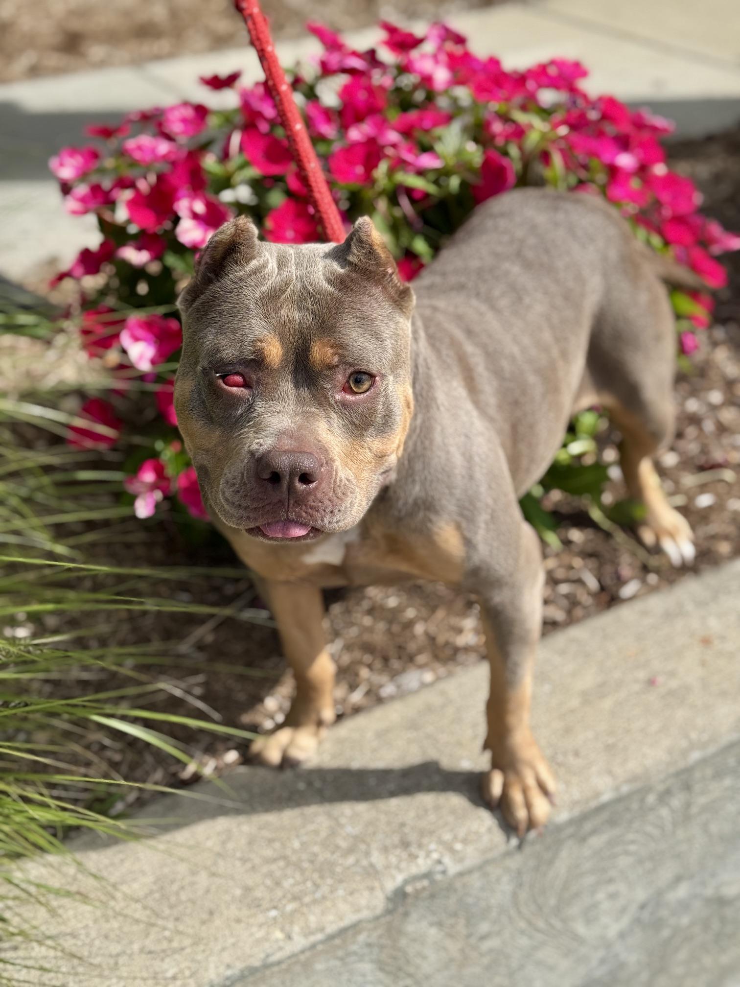 Enlarge Lizzie, a Adopted American Bully in Benton Harbor, MI image 4/6