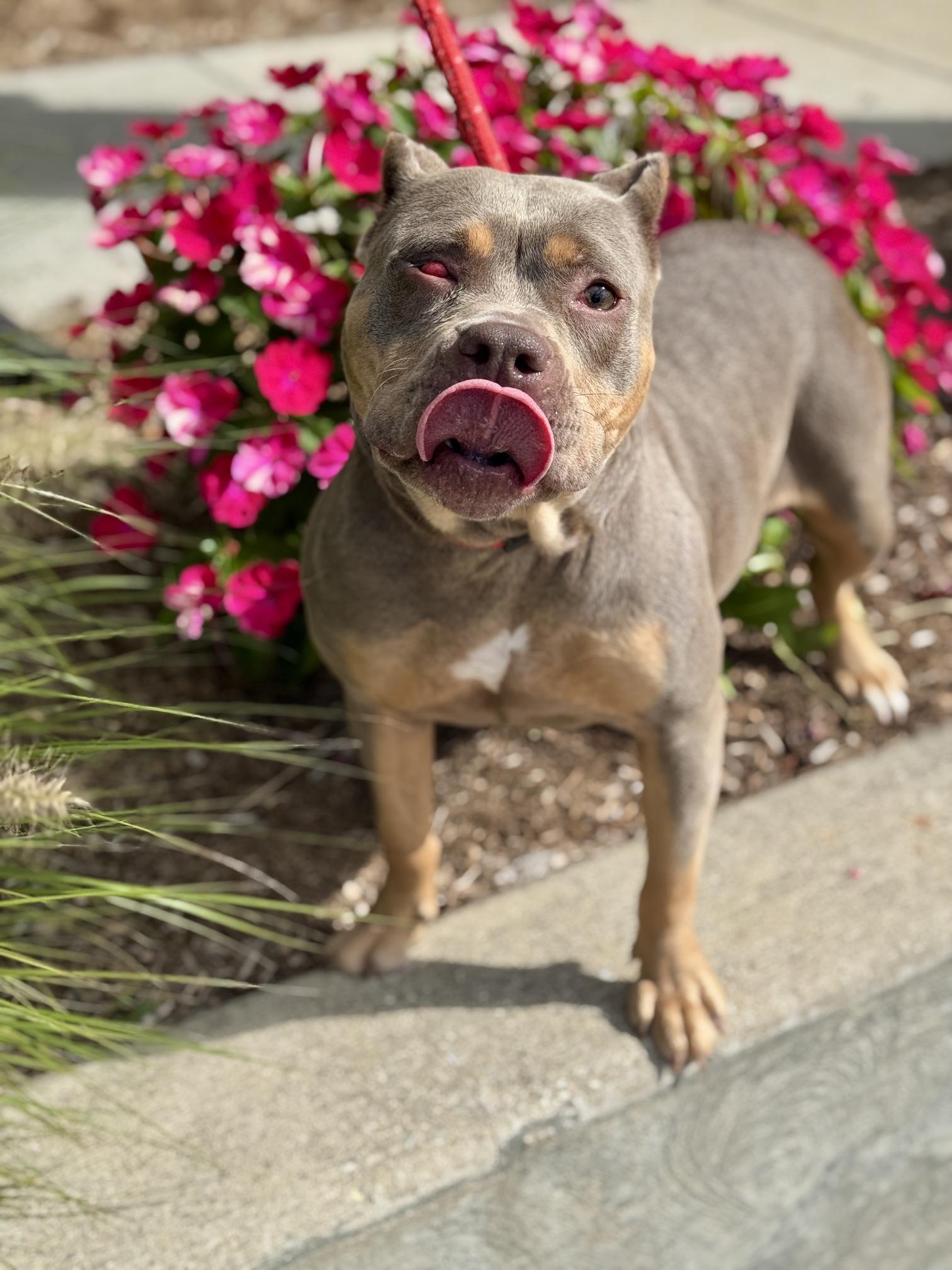Enlarge Lizzie, a Adopted American Bully in Benton Harbor, MI image 5/6