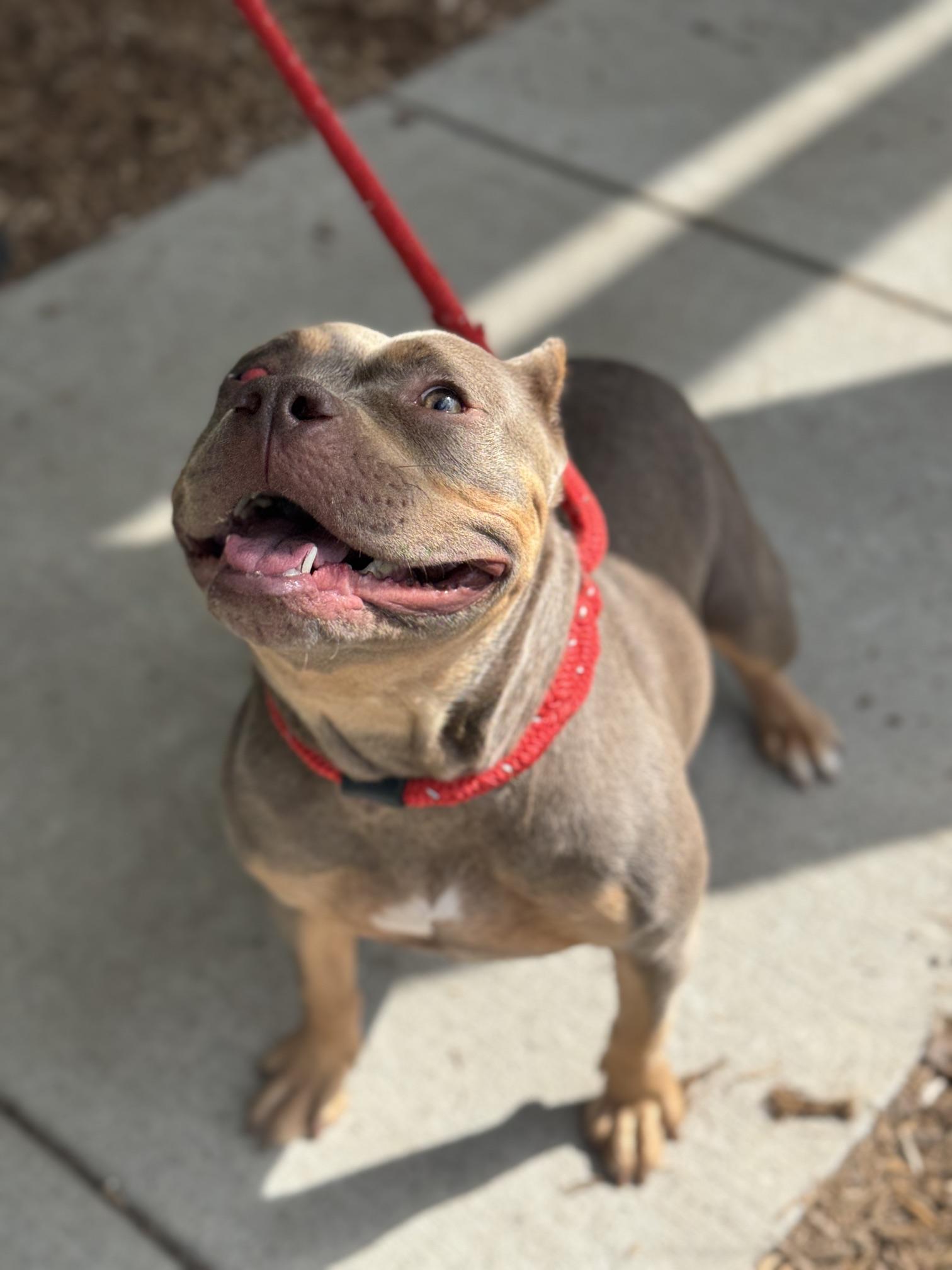 Enlarge Lizzie, a Adopted American Bully in Benton Harbor, MI image 2/6