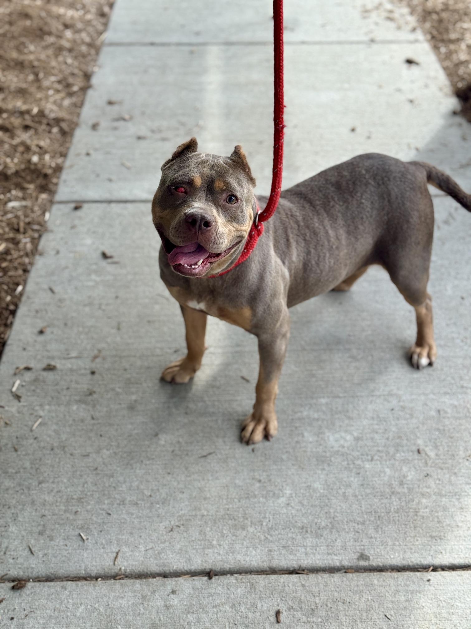 Lizzie, Adopted, Adult Female American Bully.