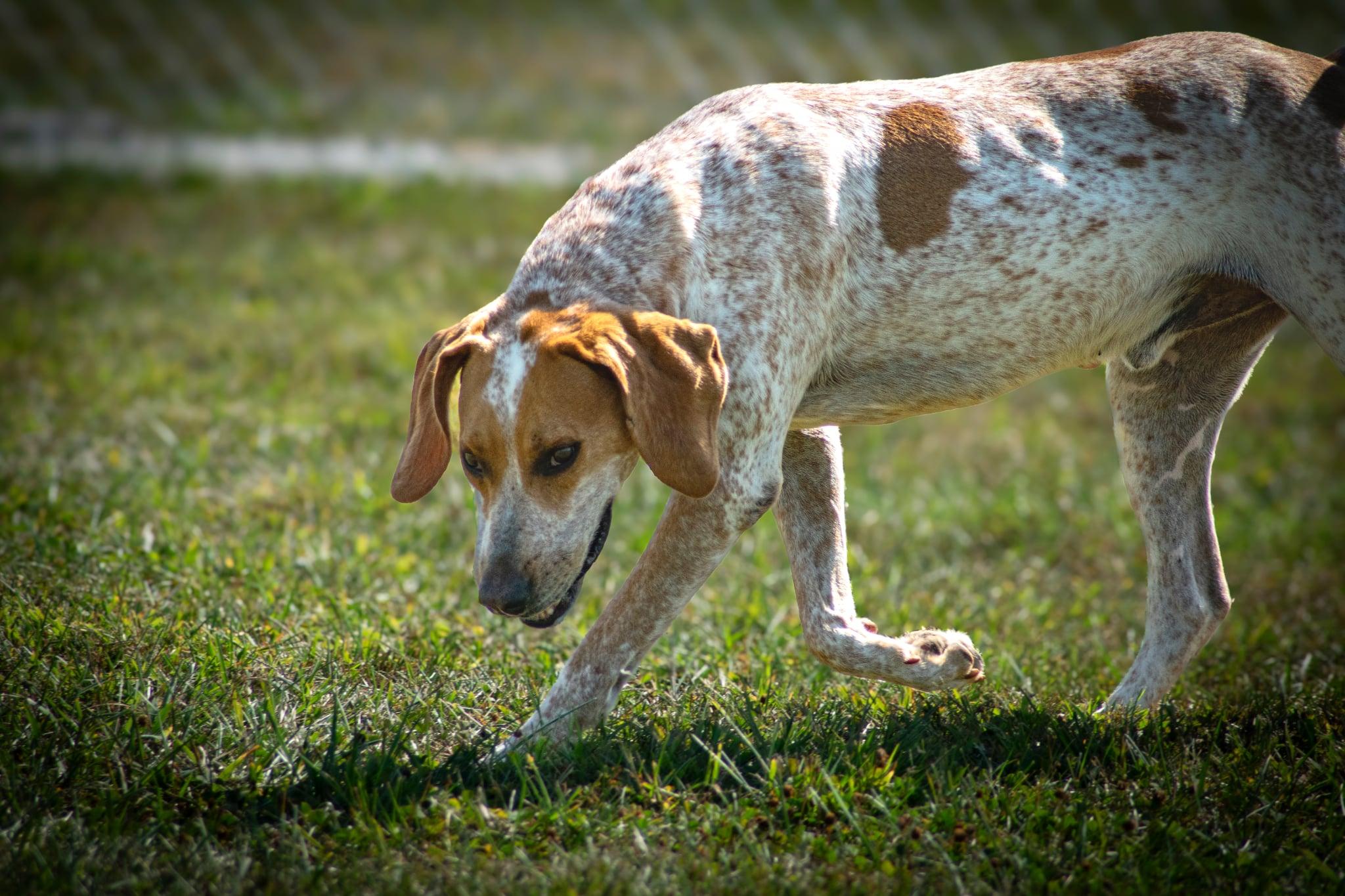 Enlarge Duke, an adopted English Coonhound in Sulphur, KY image 3/6