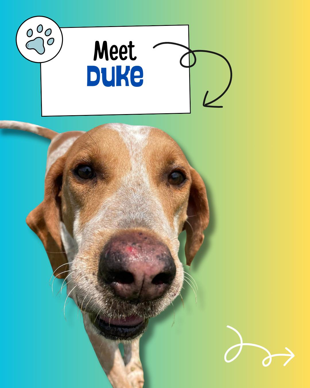 Enlarge Duke, an adopted English Coonhound in Sulphur, KY image 2/6
