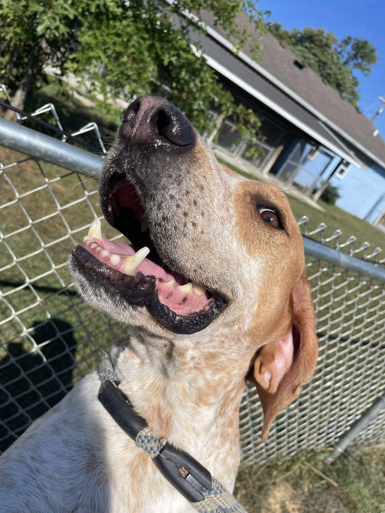 Enlarge Duke, an adopted English Coonhound in Sulphur, KY image 5/6