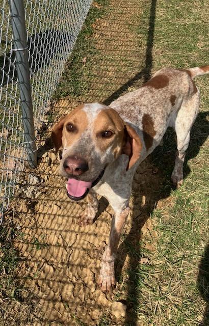 Enlarge Duke, an adopted English Coonhound in Sulphur, KY image 6/6